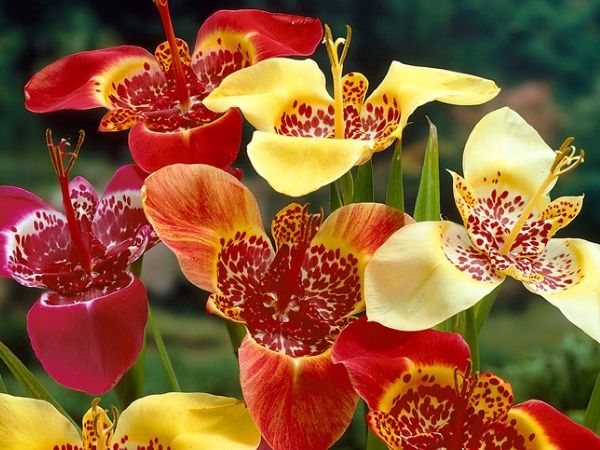 Цибулинні багаторічні садові квіти — фото та назви рослин