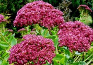 Багаторічники, квітучі восени: різновиди, особливості догляду, фото з назвами і відео