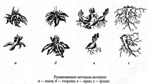 Які багаторічні квіти садять під зиму: правила посадки, особливості вибору та рекомендований догляд
