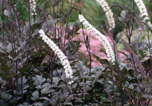 Багаторічники, квітучі восени: різновиди, особливості догляду, фото з назвами і відео