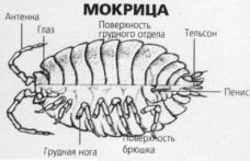 Мокриця – особливості існування і поширені види