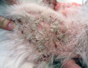 Краплі гамма від бліх   інструкція та відгуки покупців