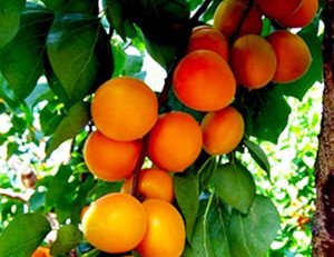 Різнокольорові троянди: сорти з незвичайною забарвленням