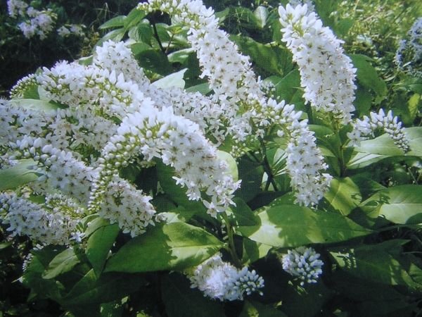 Високорослі багаторічні садові квіти: фото та назви рослин, поради по догляду