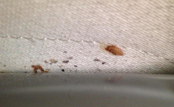 Килимовий кожеед: небезпека, де заводиться