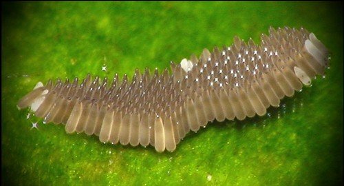 Малярійний комар – екскурсія в життя переносника небезпечного захворювання