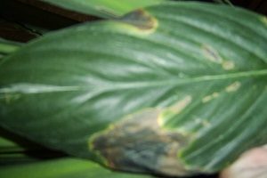 Перлинні маргаритки – дивна прикраса ландшафту