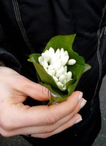 Сонник Проліски в лісі: сині, білі у сні бачити до чого сняться?