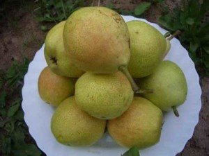 Сорт груші Лада: посадка, догляд та захист від хвороб