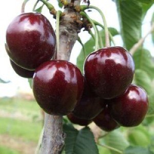 Огляд сорти черешні Чорна солодкість: особливості та користь ягід
