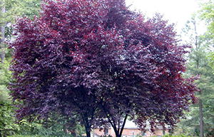 Декоративна слива сорту Піссарді — незвичайна зливу для прикраси вашого саду