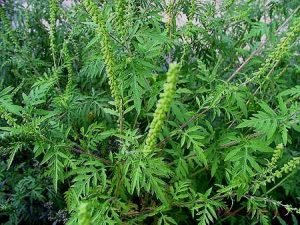 Амброзія — фото рослини і чим воно небезпечне