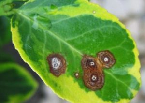 Основні секрети вирощування та догляду за гиппеаструмом