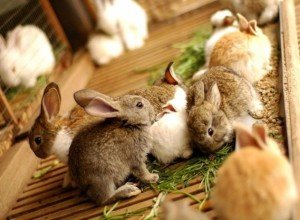 Особливості вирощування кролів мясних порід: інвентар, годування, розмноження і відеоінструкція