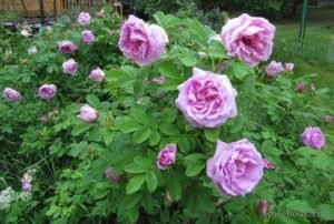 Сорти троянди Ругози: правила вирощування та особливості догляду