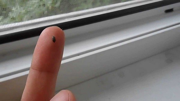 Маленькі коричневі жучки в квартирі – позбавляємося