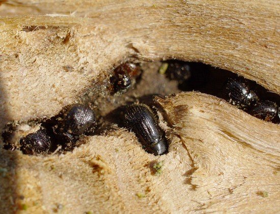 Короїд: особливості життєдіяльності та методи боротьби