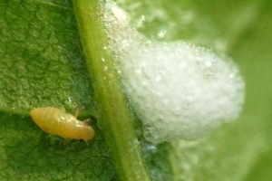 Бадан для прикраси дачної ділянки: посадка і догляд у відкритому грунті