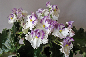 25 фото найбільш красивих і яскравих представниць ніжних фіалок