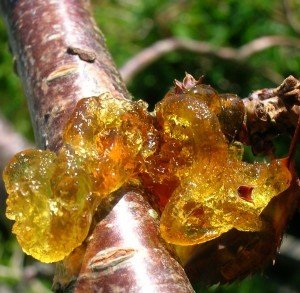 Чому не плодоносить вишня: можливі хвороби, захист та способи боротьби