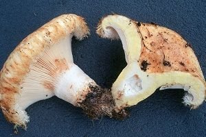 Волнушка — делікатес або поганка