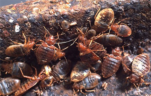 Постільні клопи фото: як позбутися в домашніх умовах