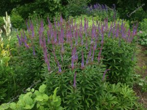 Ніжний квітка Вероніка у вашому саду: різноманітність сортів з описом і барвистими фотографіями