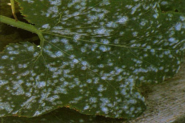 Вирощування дині в відкритому грунті Чорноземя: кращі сорти, посадка насіння і рекомендації по догляду