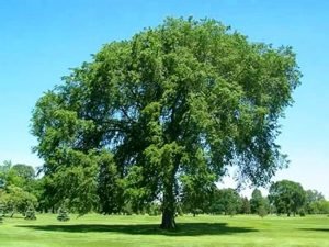 Як виглядає дерево вяз — опис і фото дерева і листя