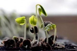 Посів насіння солодкого перцю на розсаду: вибираємо, готуємо і ростимо насіння правильно