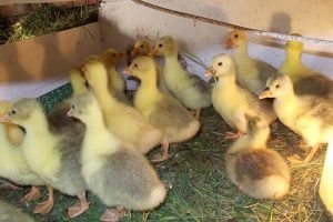 Холмогорський гуси: опис і розведення породи в домашніх умовах