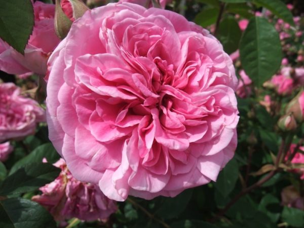 Англійські троянди Девіда Остіна: особливості догляду та умови вирощування, огляд і фотогалерея сортів