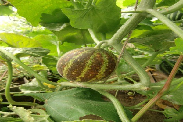 Вєтнамська диня — запашні плоди з високим відсотком врожайності