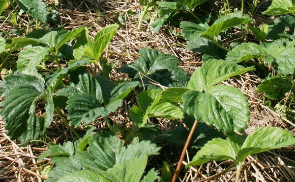 Як боротися з хрущом на полуниці