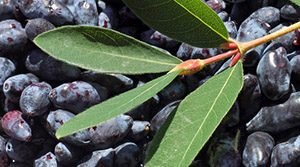 Які сорти жимолості найсолодші: характеристики скоростиглих, середньостиглих і пізніх сортів