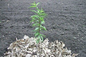 Персик: грамотні посадка та вирощування, правила догляду