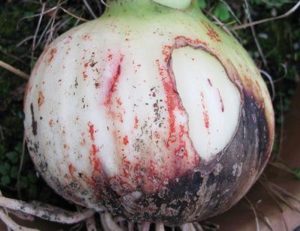 Основні секрети вирощування та догляду за гиппеаструмом