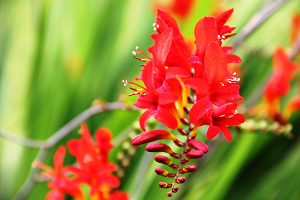 Монтбреция – шафрановий аромат або невизнаний гладіолус