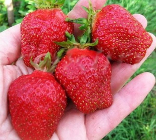 Домашня полуниця: вирощуємо за 10 кроків