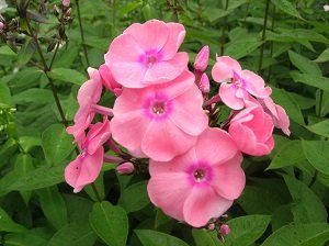 Потрібно обрізати багаторічні квіти на зиму: рекомендації по догляду, фото і відео