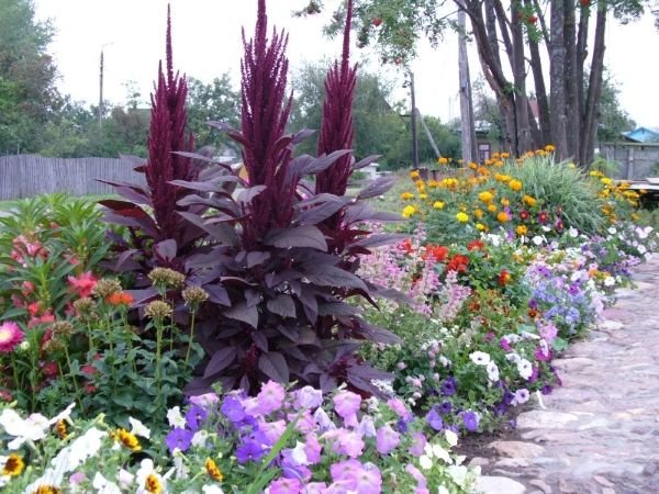 Міксбордер з багаторічників: принципи пристрою, схеми та назви рослин, покрокова відеоінструкція