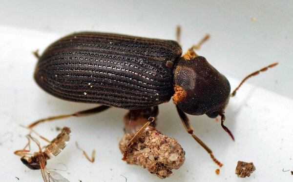 Шашіль: методи боротьби і профілактика