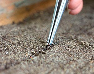 Як садити полуницю насінням: вибір насіння і ґрунту, поради по догляду і поливу