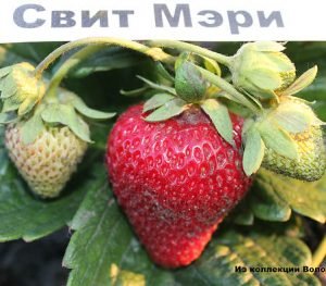 33 популярні сорти суниці: докладний опис і барвисті фото