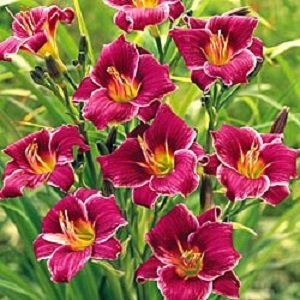 Вирощування лілійників у відкритому грунті: посадка й догляд, види, сорти, фото і відео