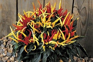 Маленьке диво у вас вдома: особливості посадки декоративного перцю і опис сортів