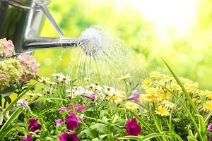 Перлинні маргаритки – дивна прикраса ландшафту