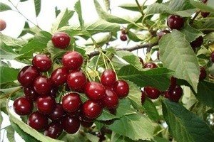 Опис універсального сорти черешні Овстуженка: посадка і правила догляду