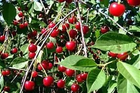 Вишня Харитоновская: опис сорту, вибір саджанців і правила догляду