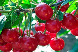 Огляд кращих сортів вишні